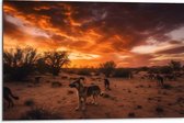 Dibond - Dieren - Honden - Landschap - Zonsondergang - Planten - 75x50 cm Foto op Aluminium (Met Ophangsysteem)