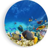 Artaza Forex Muurcirkel Vissen in de Oceaan met Koralen - 70x70 cm - Wandcirkel - Rond Schilderij - Wanddecoratie Cirkel - Muurdecoratie