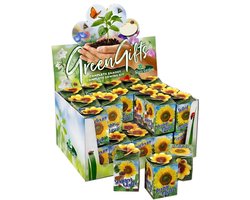 Sluis Garden - Greengift, Zonnebloem 40 stuks in showdoos