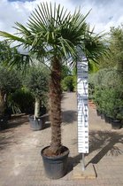Winterharde Palmboom - Trachycarpus Fortunei - Stamhoogte 170 cm, totale hoogte 270 cm