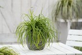 3 stuk(s) | Carex oshimensis 'Everlime' P9 cm