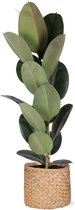 Ficus Elastica Robusta - Arbre à caoutchouc Ø21cm 90cm - Plante d'intérieur fraîche, directement du producteur néerlandais