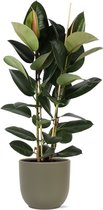 Ficus Elastica Robusta - Rubberboom Ø24cm 110cm - Verse Kamerplant, Direct van de Nederlandse Kweker