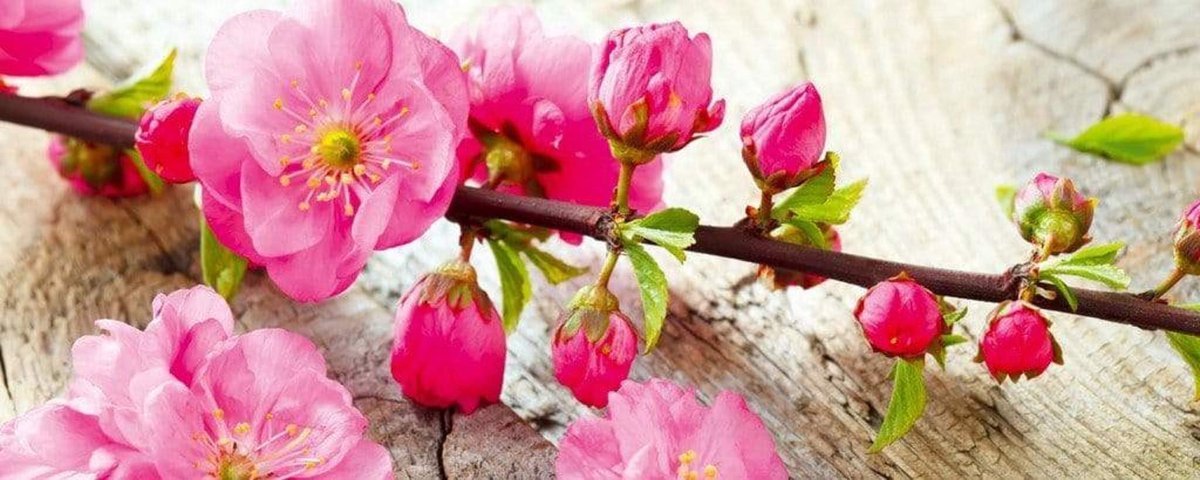 Fotobehang - Sakura 375x150cm - Vliesbehang
