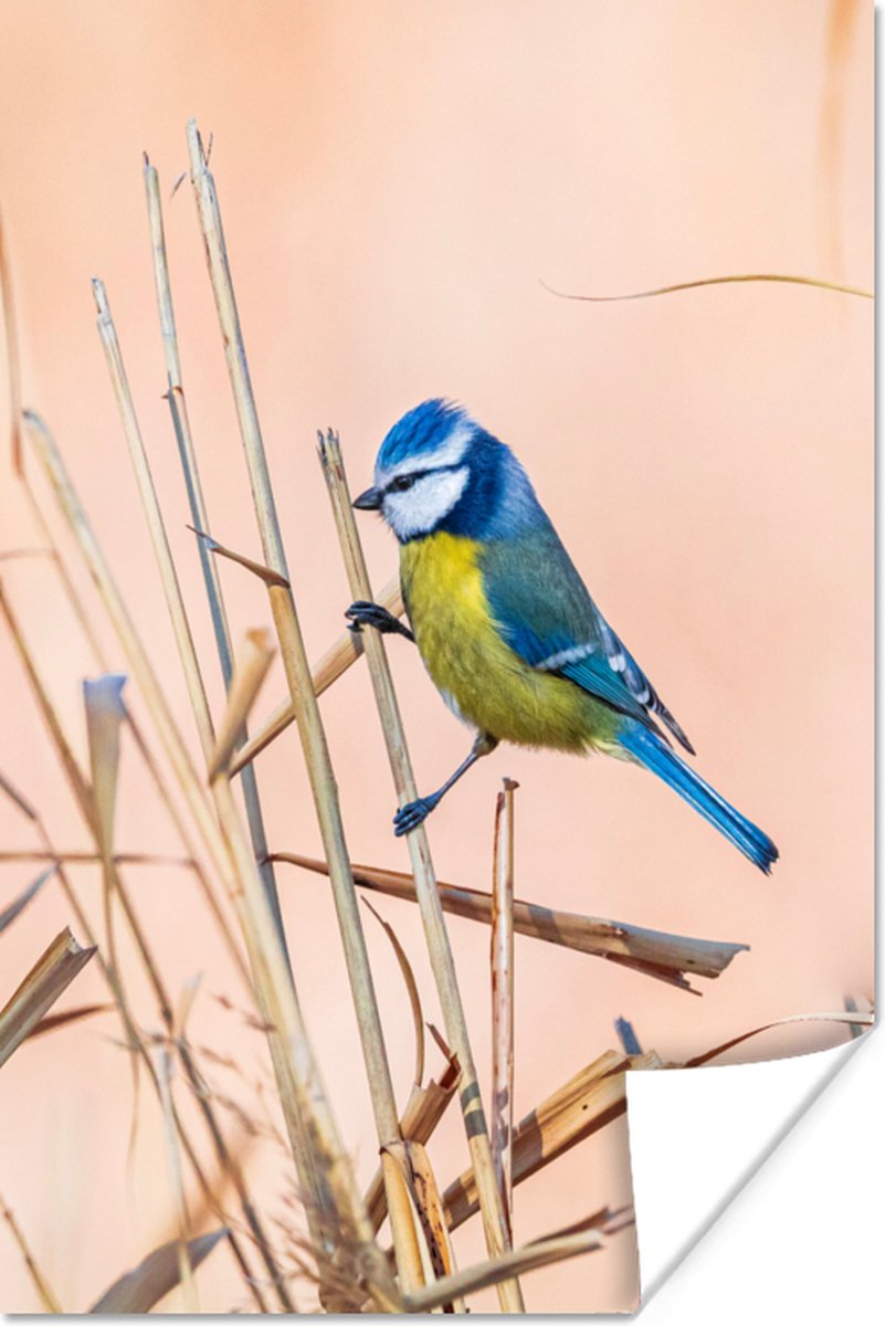 Poster Vogel - Pimpelmees - Riet - 20x30 cm