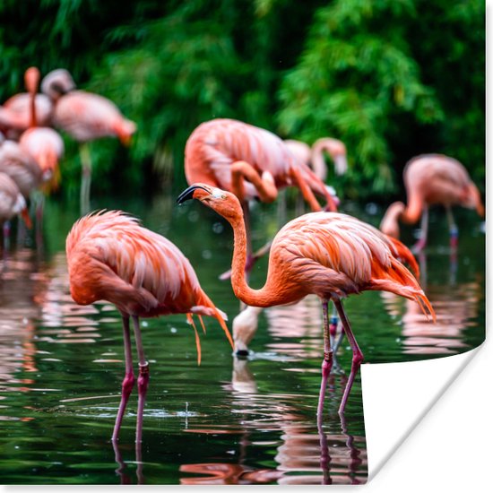 PosterMonkey - Poster - Fotolijst - Vogel - Water - Flamingo - Tropical - Dieren - 75x75 cm - Poster in lijst - Poster flamingo - Foto met lijst - Poster met kader