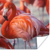 PosterMonkey - Poster - Flamingo - Vogel - Dieren - Roze - Fotolijst - 75x75 cm - Poster flamingo - Posterlijst - Frame poster - Poster dieren - Woonkamer