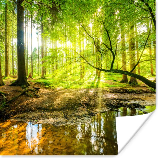 Poster Bos - Landschap - Water - Bomen - Zon - Groen - Natuur - 50x50 cm