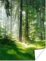 Poster Natuur - Bomen - Bos - Groen - Zon - Gras - Planten - 90x120 cm