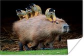 Affiche - Un Capybara avec des singes en soi - 160x120 cm XXL /