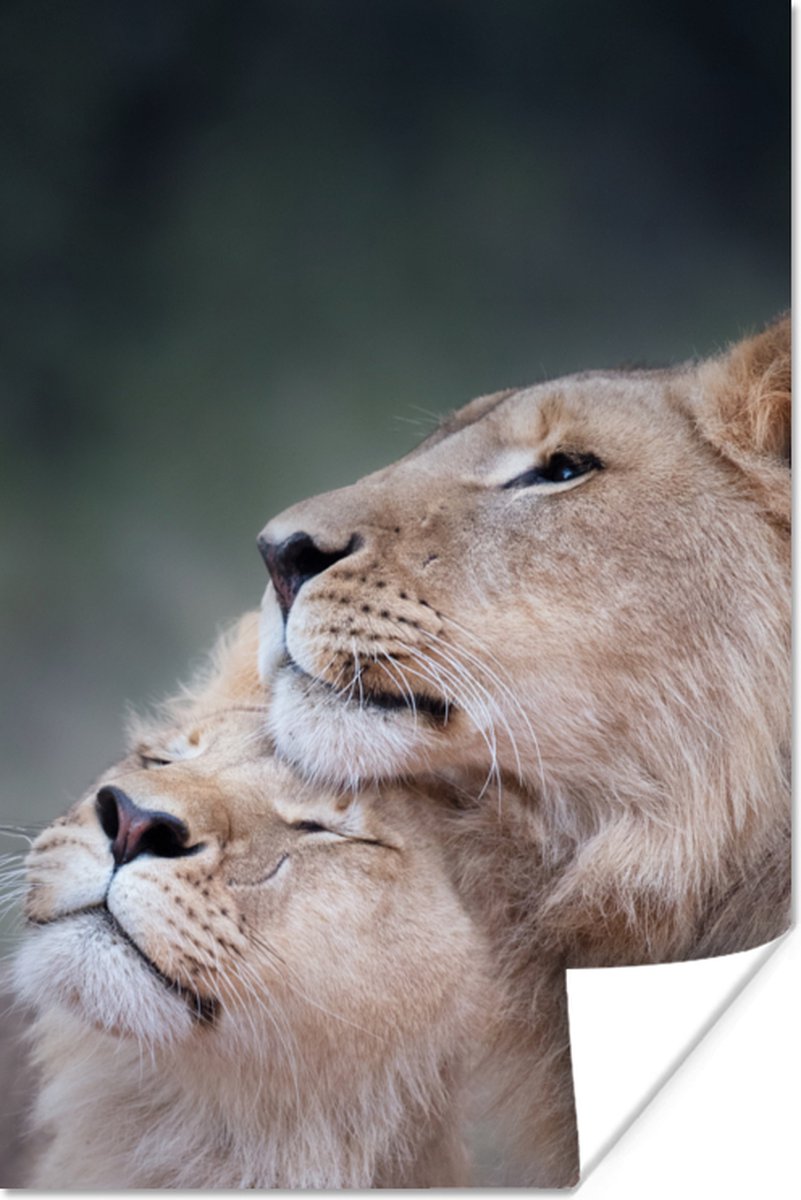 Poster Leeuw - Wilde dieren - Big Five - 80x120 cm