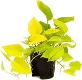 Hydrocultuur plant – Epipremnum (Scindapsus Epipremnum Golden Pothos Hydro) – Hoogte: 25 cm – van Botanicly