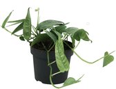 Groene plant – Epipremnum Cebu Blue (Epipremnum Cebu Blue) – Hoogte: 20 cm – van Botanicly