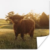Poster Schotse hooglander - Gras - Zon - 30x30 cm