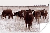 Poster Troupeau de vaches dans un champ de neige 150x75 cm - Tirage photo sur Poster (décoration murale salon / chambre) / Poster Animaux