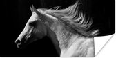 Poster Paarden - Dieren - Portret - 120x60 cm