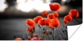 Poster Coquelicots rouges sur fond blanc - 120x60 cm