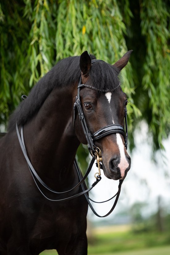 Hb Stang En Trens Hb Showtime Special For You Zwart-zwart | Maat: Paard Hb Stang En Trens Hb Showtime Special For You Zwart-zwart | Maat: Paard