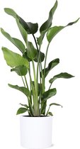 Strelitzia Nicolia in Era WIT pot - Potmaat 24cm - Hoogte 120cm