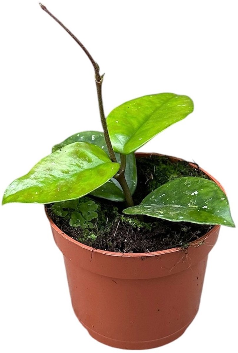 Hoya Carnosa Freckles Splash Kamerplant Potmaat Ø10,5 cm |Vers Van De Kweker