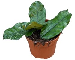 Hoya Villosa Kamerplant Potmaat Ø10,5 cm |Vers Van De Kweker