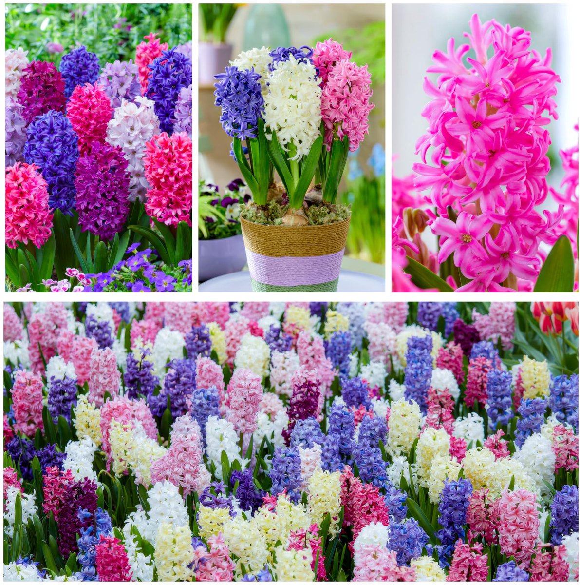 Hyacint Bloembollen Winterhard - Hyacinthus - Lentedroom - 15 stuks - Meerkleurig - Bloem bollen Mix Meerjarig