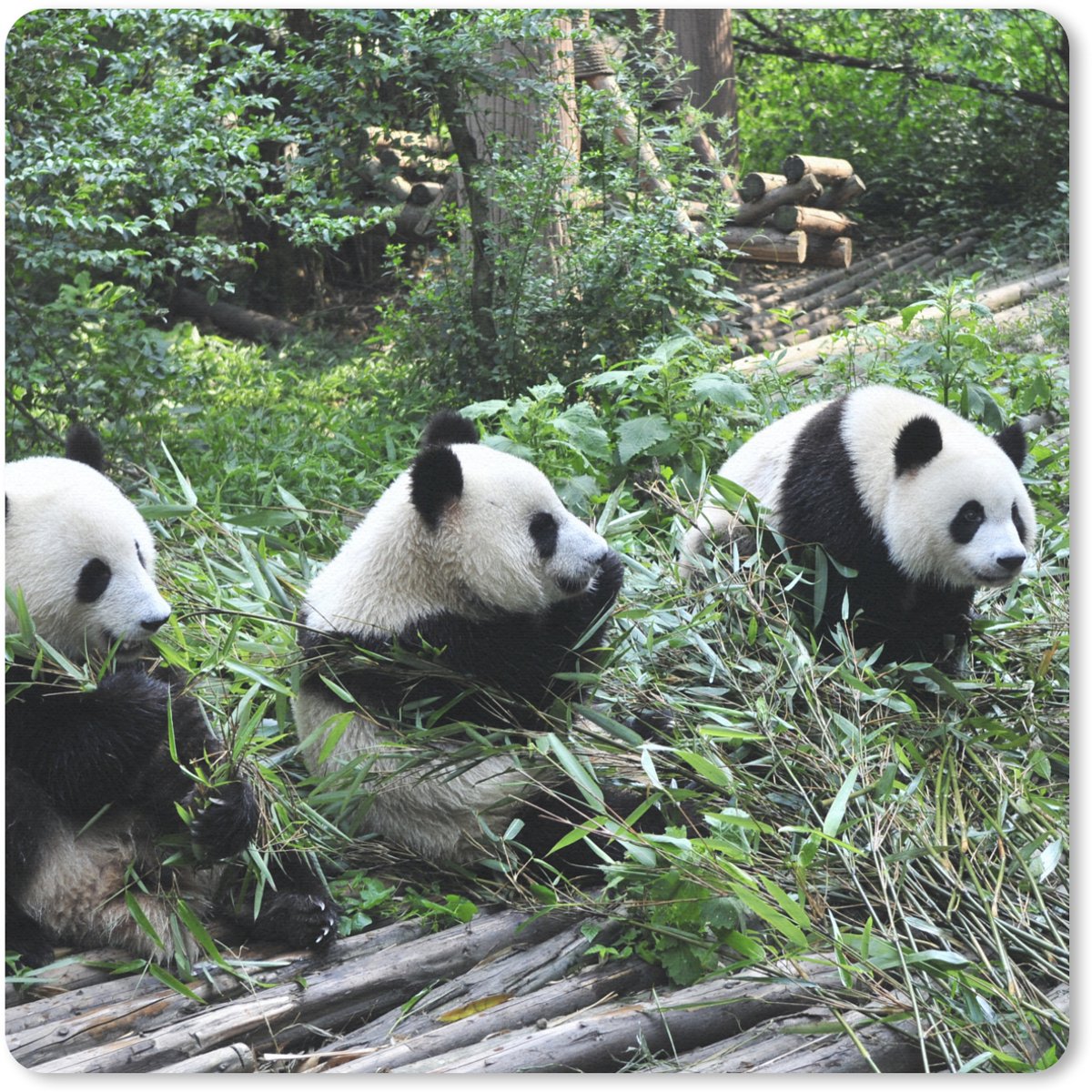 Muismat 20x20 cm - Mousepad Panda - Natuur - Bamboe - Muismatten