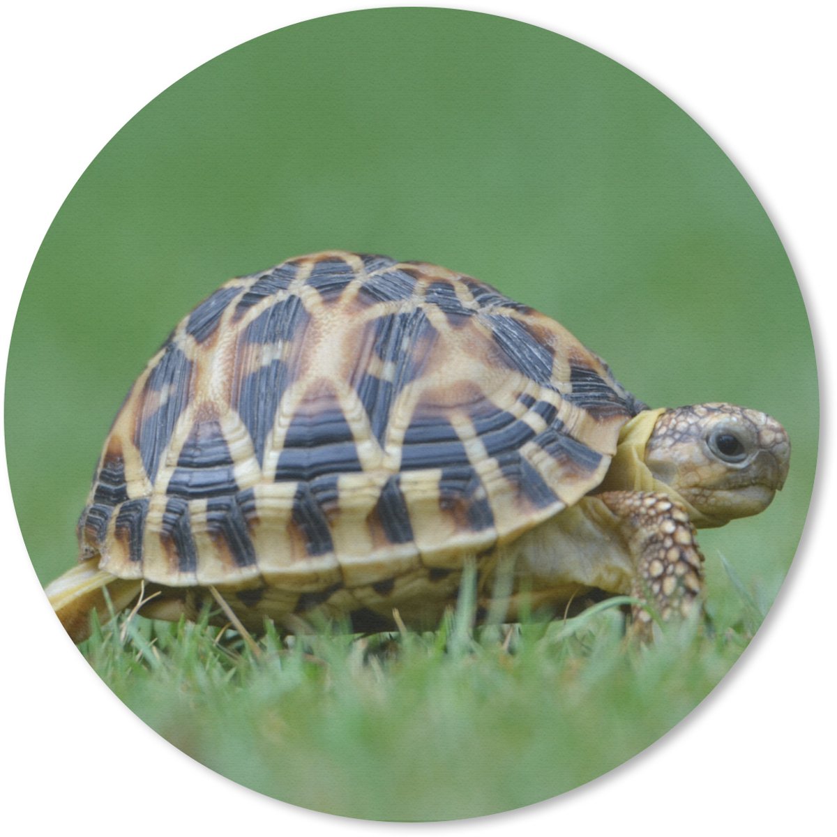 Muismat rond 20x20 cm - Mousepad Schildpad op gras - Ronde muismatten