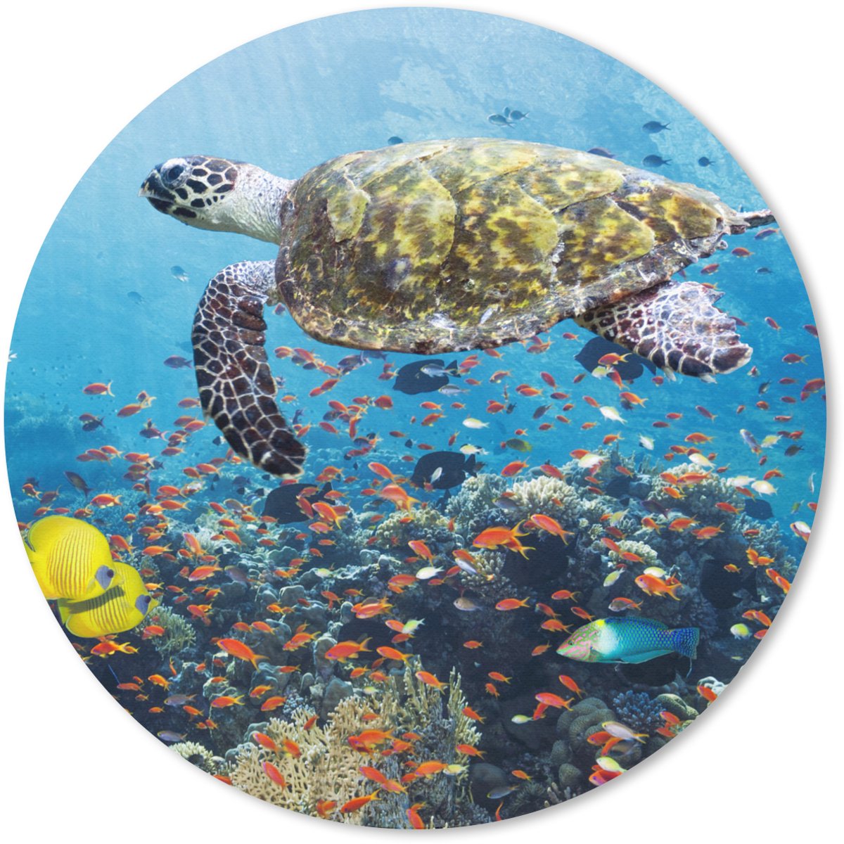 Muismat rond 20x20 cm - Mousepad Schildpad bij koraalrif - Ronde muismatten