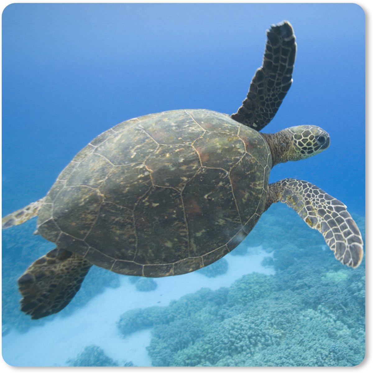 Muismat 30x30 cm - Mousepad Groene zwemmende schildpad fotoprint - Muismatten