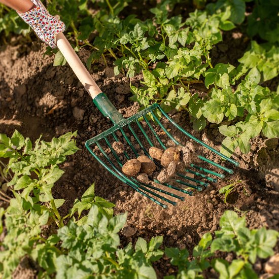 KADAX Aardappelvork, vork, hooivork, spatvork, grafvork, mestvork van staal, vork voor aardappelen, tuin, draadvork met 10 tanden, houten steel, tuinvork (T-greep) van Merkloos	 — afbeelding 3