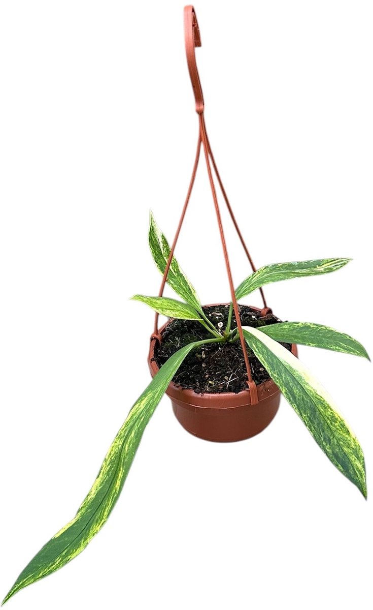 Anthurium Vittarifolium Variegata Kamerplant Potmaat Ø14 cm |Vers Van De Kweker