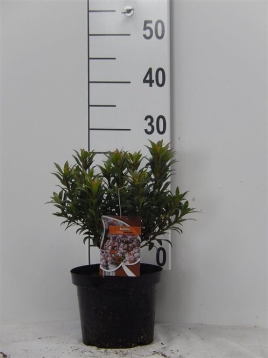 Kalmia latifolia 'Menuet' C3 25-30 cm