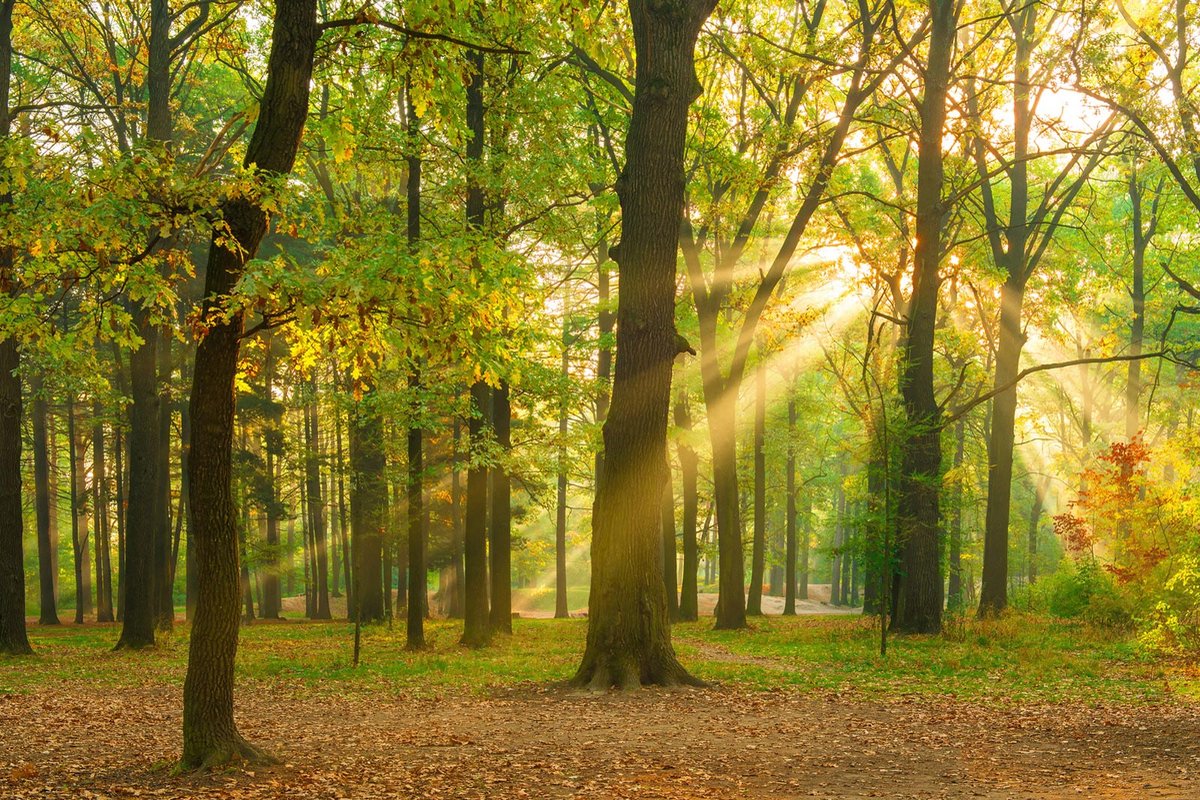 Fotobehang herfstbos in bruin geel