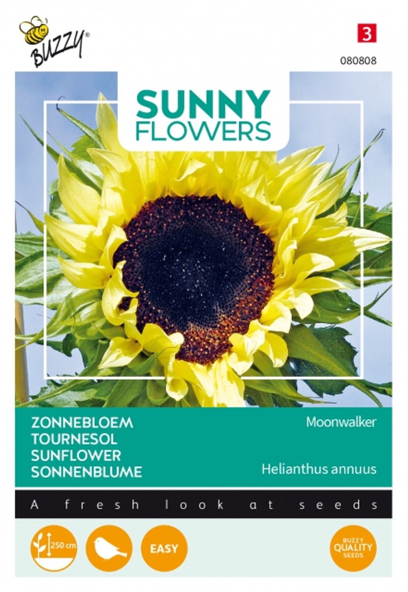 Buzzy® Sunny Flowers, Zonnebloem Moonwalker