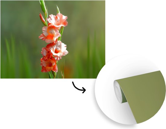 Behang - Fotobehang Bloem - Gladiolen - Zalmroze - Breedte 350 cm x hoogte 260 cm