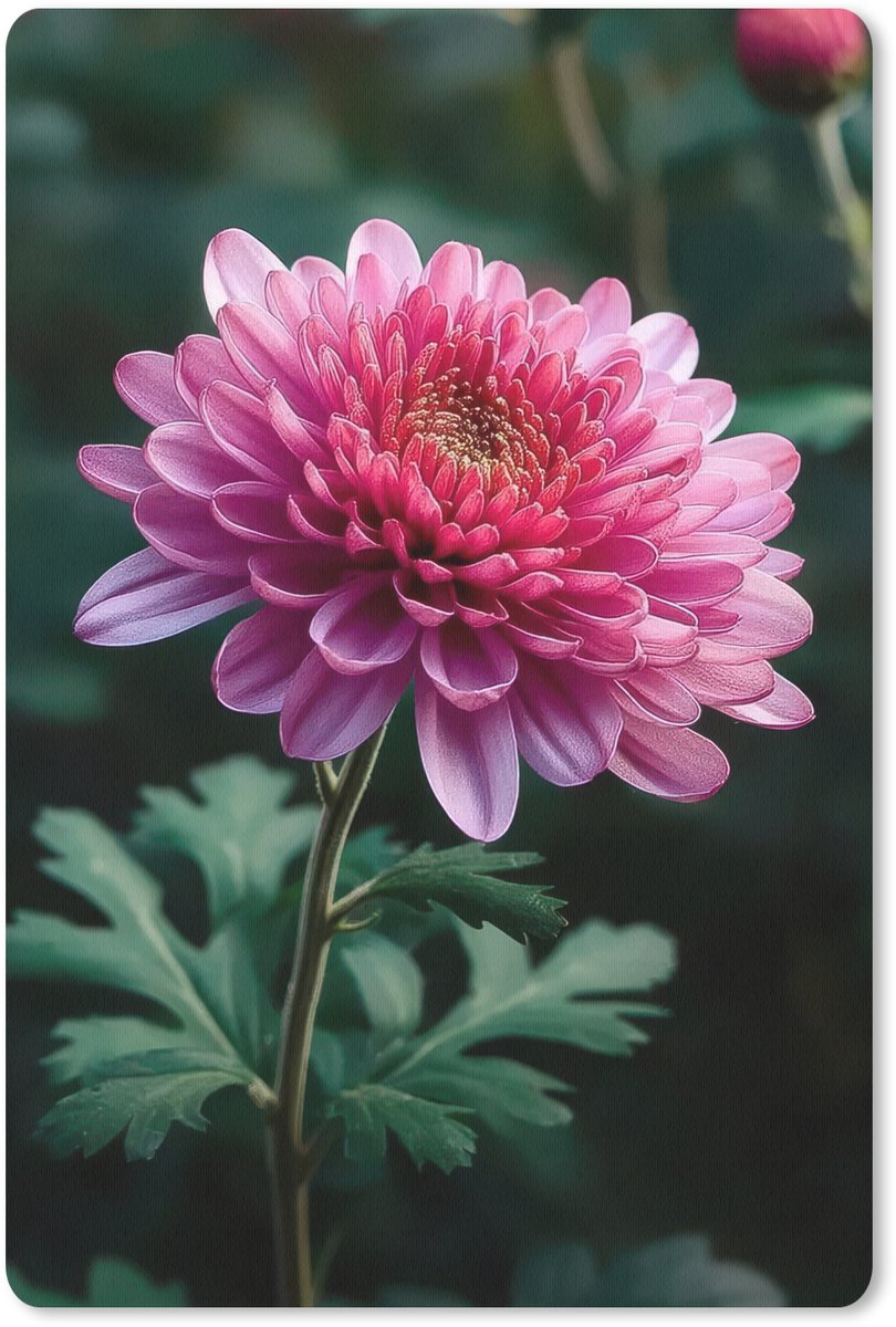 Muismat 18x27 cm - Mousepad Blad - Chrysant - Roze - Schaduw - Muismatten
