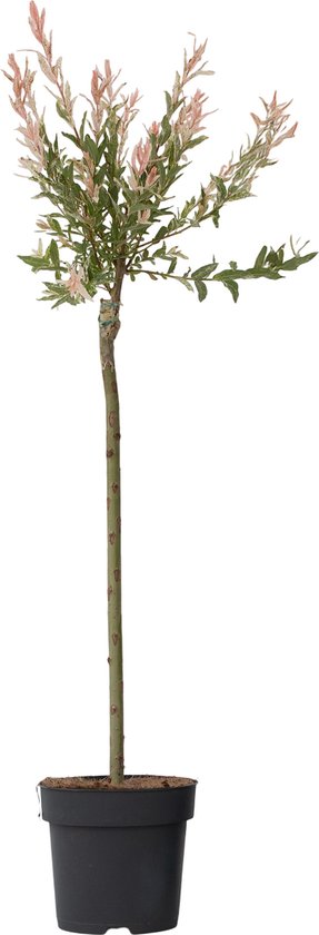 1 x Salix Integra 'Hakuro Nishiki' Stam/80 cm - Japanse Sierwilg- Een