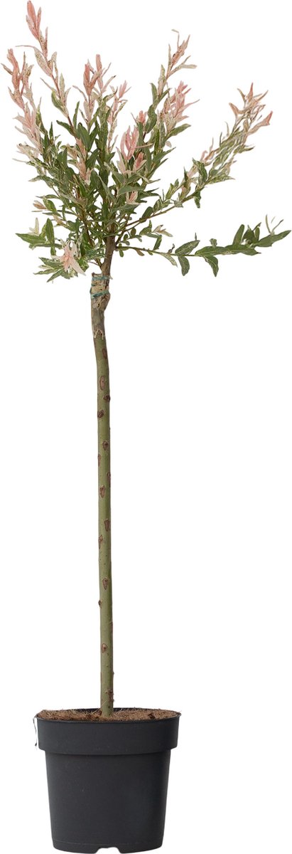 Plant in a Box - Bonte Wilg - Salix integra ´Flamingo' - Hoogte 90-110cm - Pot 19cm - Tuinplant - Winterhard