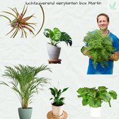 Luchtzuiverende sierplanten box Martin Calathea orbifolia-Asplenium parvati - Areca palm - Monstera - spathiphyllum-en de Tillandsia air