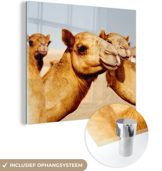 Glasschilderij - Kamelen op zandvlakte in Dubai - Acrylaat Schilderijen - Foto op Glas