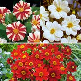 Plant in a Box - Dahlia 'Sunset Mix' - ensemble de 5 - floraisons d'été - tubercules de dahlia - fleurs de jardin - Wit / Rouge / Jaune
