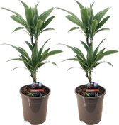 Plant in a Box - Dracaena deremensis 'Warneckei' - Set van 2 - Kamerplanten - Potmaat 17 cm - Hoogte 60-70 cm