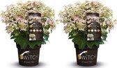 Plant in a Box - Hydrangea paniculata (S)witch Ophelia - Set de 2 - Pot 19cm - Hoogte 30-40cm