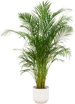 Combi Deal - Areca Palm Inclusief Elho Vibes Fold Round Wit Ø30 - 180 Cm