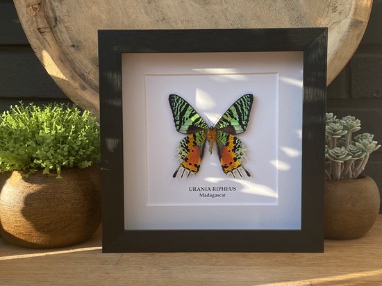 Prachtig kader met opgezette Urania Ripheus vlinder - taxidermie - entomologie