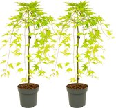 Plant in a Box - Acer palmatum 'Cascade Gold' - Set van 2 - Japanse esdoorn - Winterhard - Hoogte 80-90cm - Pot 19cm