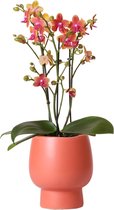 Orchidee – Vlinder orchidee (Phalaenopsis) met bloempot – Hoogte: 12 cm – van Botanicly