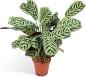 Groene plant – Ctenanthe (Ctenanthe) – Hoogte: 14 cm – van Botanicly