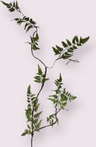 Zijden kunstbloem Krultak Met Varenblad | Groen | Lengte 150 centimeter